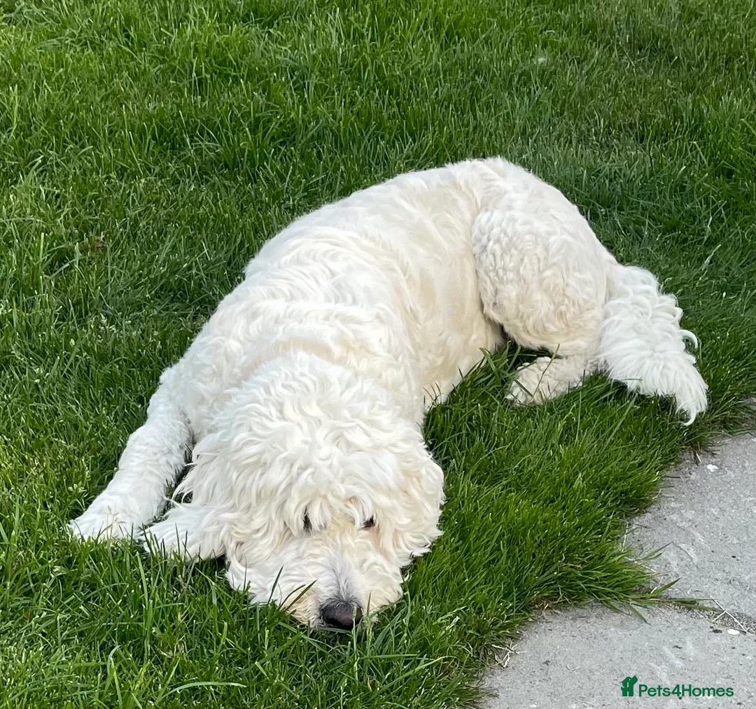 Goldendoodle dogs for sale: Goldendoodle F1b - Advert 2