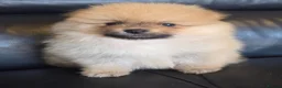 Pomeranian dogs for sale: Absolutely  stunning pomeranian  puppies  - Advert 20