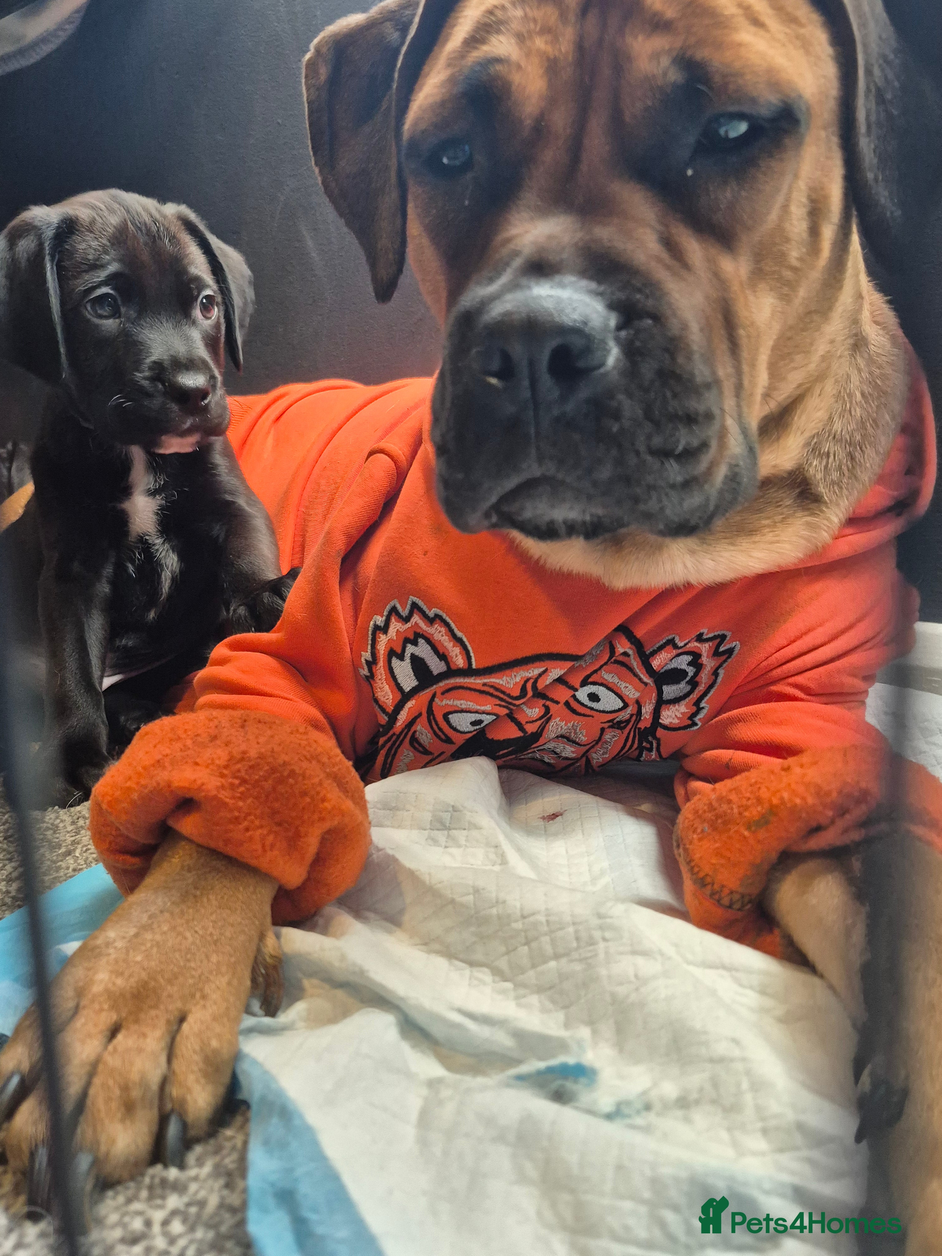 Mixed Breed dogs ONLY 2 Bullmastiff x Springer Spaniel Puppies - Advert 5