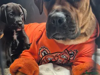 Mixed Breed dogs ONLY 2 Bullmastiff x Springer Spaniel Puppies - Advert 5