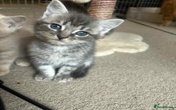 Mixed Breed cats for sale: Smokey Grey kittens for sale - Image 8