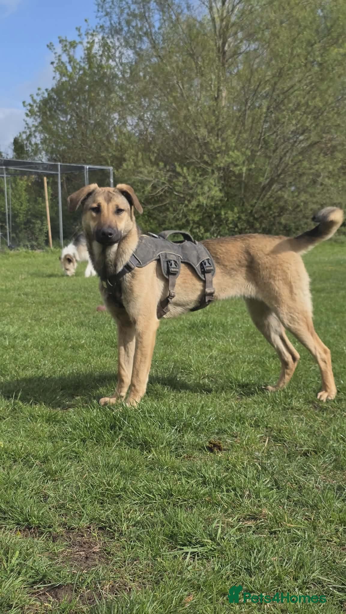 Mixed Breed dogs 🍀 CLOVER - NEW INFO AND PHOTOS/VIDEOS🍀 - Advert 11