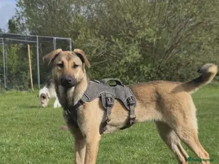 Mixed Breed dogs 🍀 CLOVER - NEW INFO AND PHOTOS/VIDEOS🍀 - Advert 11