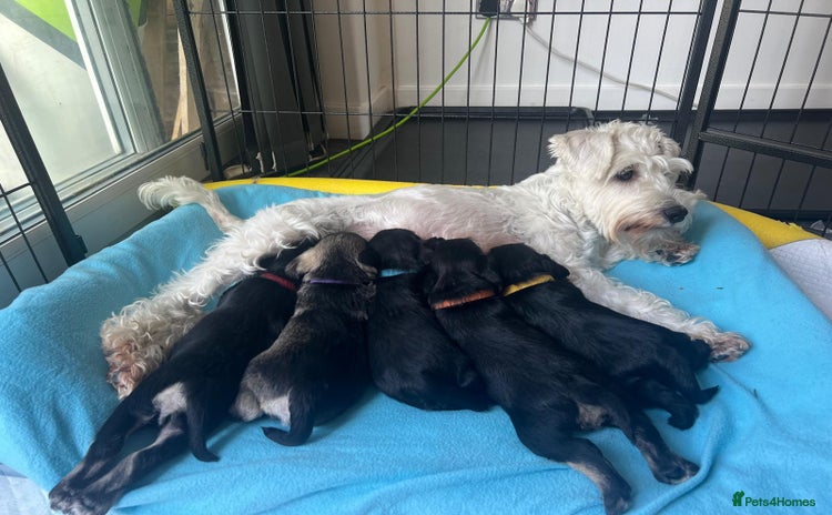 Miniature Schnauzer dogs - Advert 1