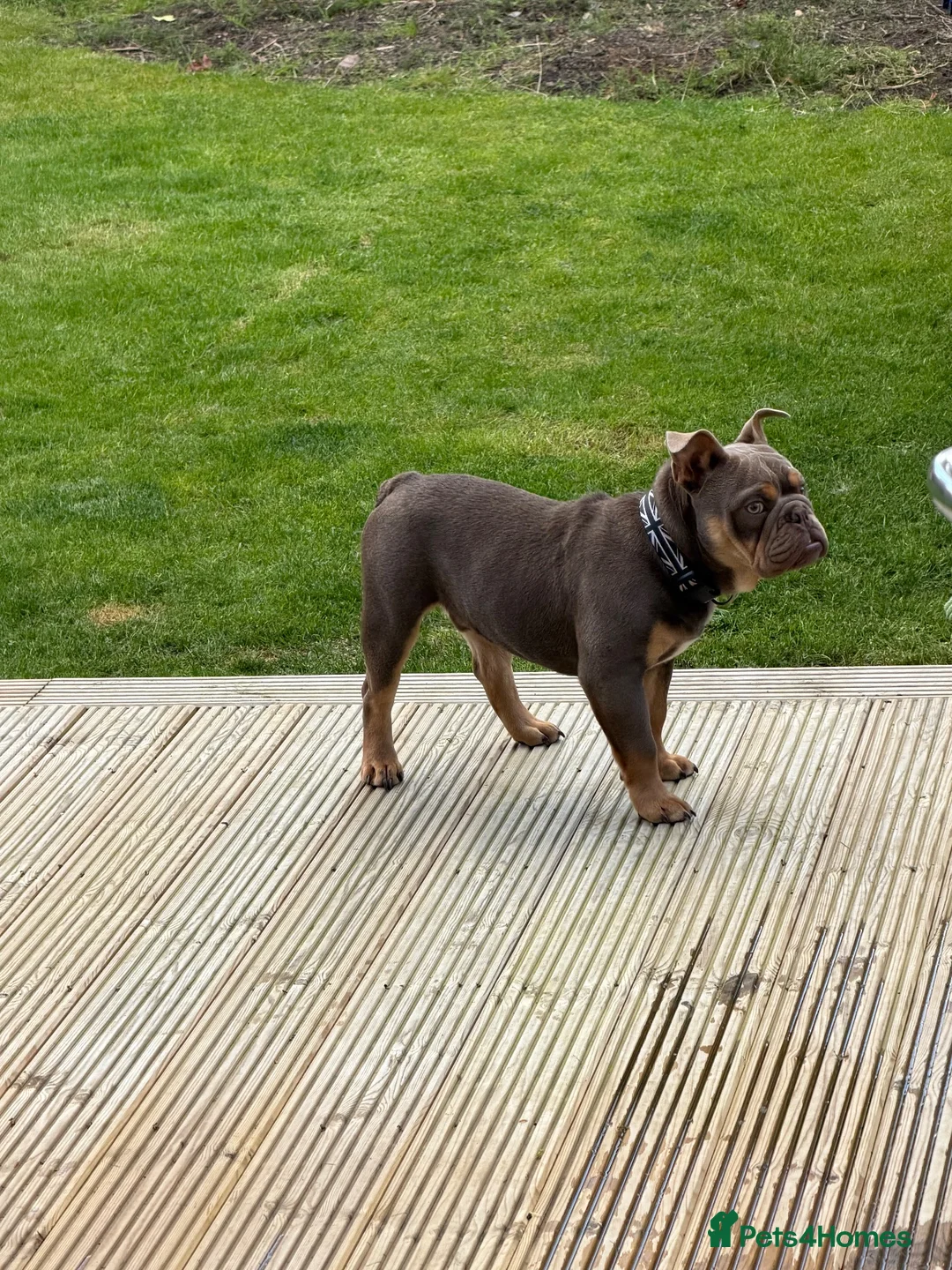 English Bulldog dogs for sale: Winston  in Motherwell - Advert 6
