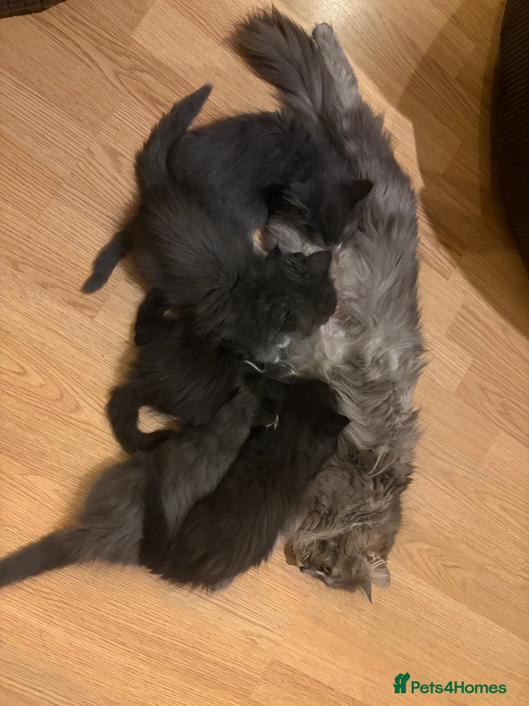Maine Coon cats for sale: Female Maine coon - Advert 2