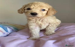 Cockapoo dogs for sale: Cockapoo puppies  - Image 11
