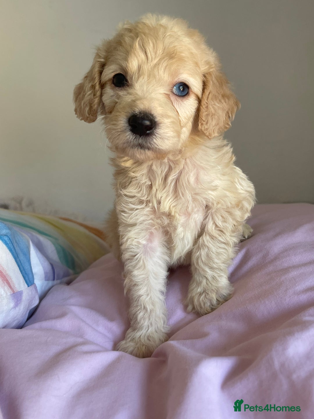 Cockapoo dogs for sale: Cockapoo puppies  - Image 11