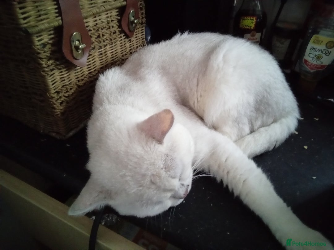 British Shorthair cats for sale: BSH cats male and female  - Advert 3