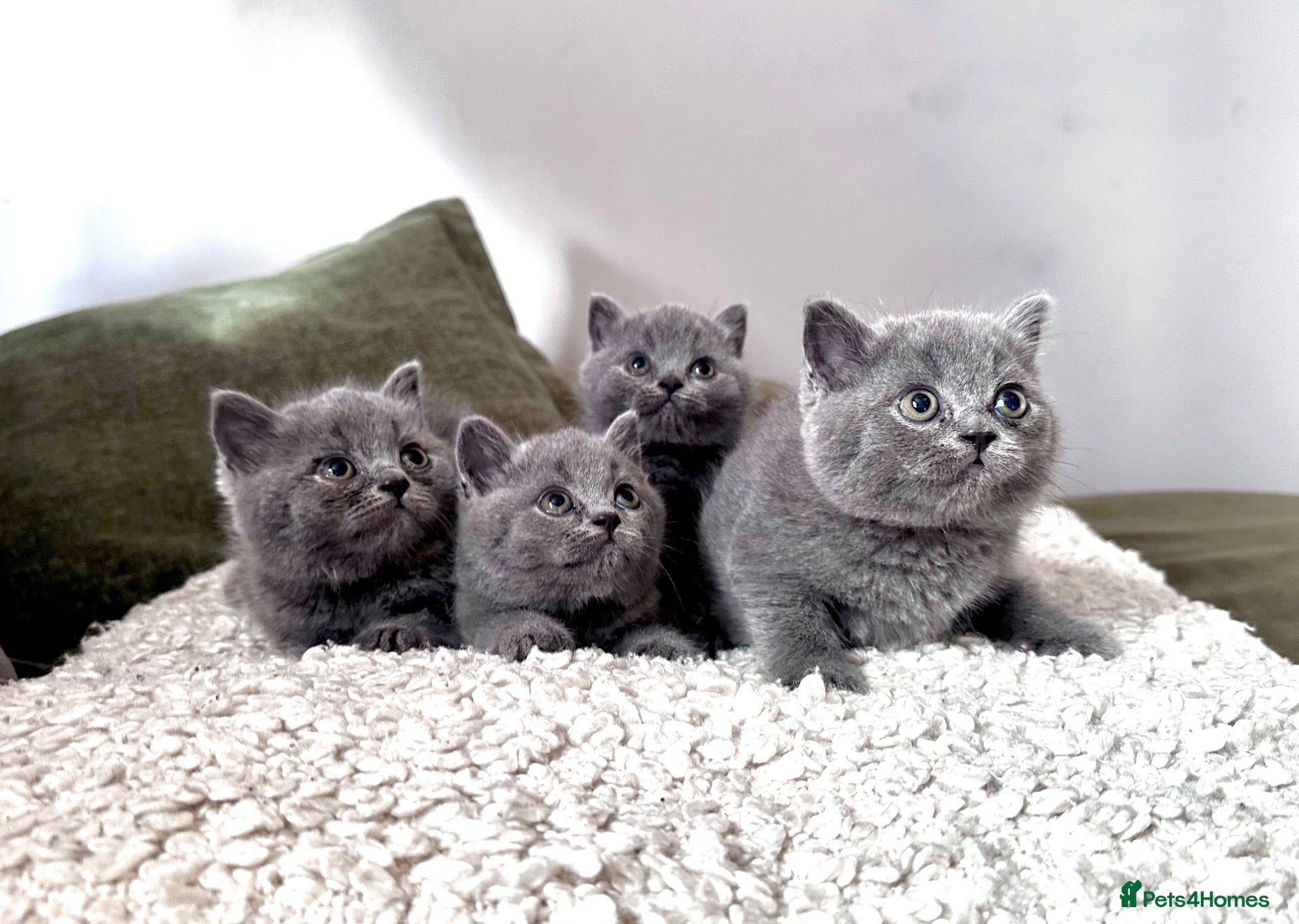 British Shorthair cats Solid blue and blue bi-colour kittens Cornwall - Advert 2