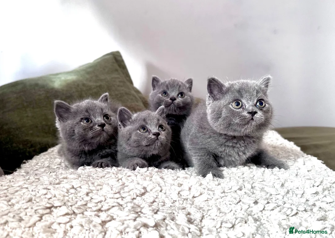 British Shorthair cats for sale: Solid blue and blue bi-colour kittens Cornwall - Advert 2
