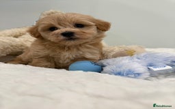 Maltipoo dogs for sale: 7 stunning f1 Maltipoo's. Fully DNA & Heath clear - Image 16