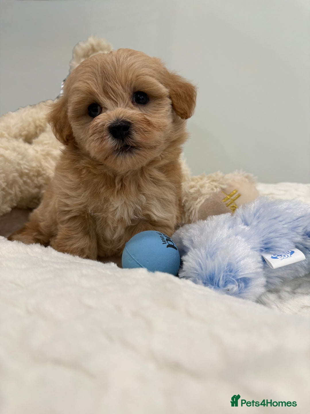Maltipoo dogs for sale: 7 stunning f1 Maltipoo's. Fully DNA & Heath clear - Image 16