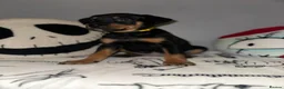 Mixed Breed dogs for sale: 10 Rottweiler cross Doberman pups - Advert 9