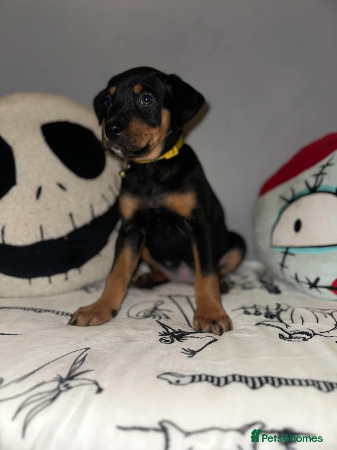 Mixed Breed dogs for sale: 10 Rottweiler cross Doberman pups - Advert 9