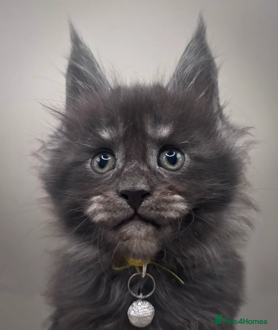 Maine Coon cats for sale: Pedigree Maine Coon Kittens  - Advert 8