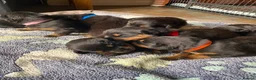 Rottweiler dogs for sale: 8 Stunning Rottweiler puppies  - Advert 6