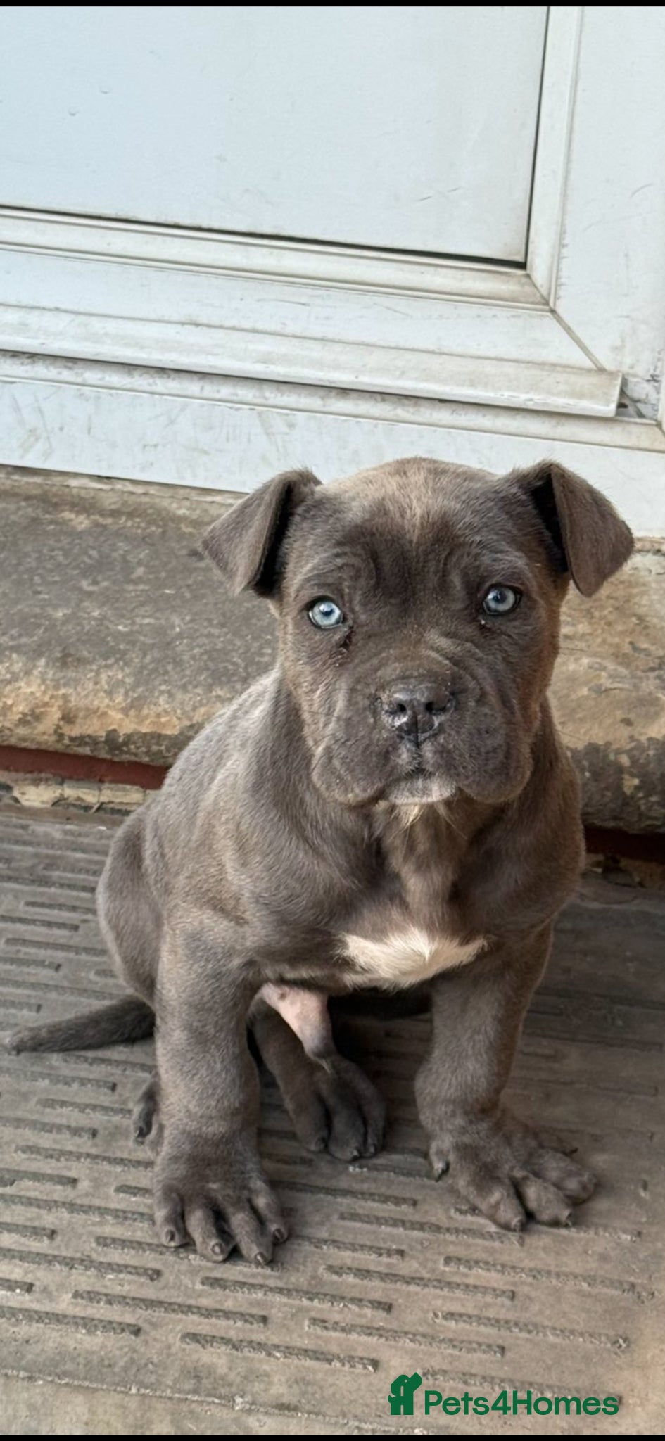 Cane Corso dogs INTERNATIONAL CHAMPION BLOODLINE PUPPIES  - Advert 8