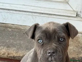 Cane Corso dogs INTERNATIONAL CHAMPION BLOODLINE PUPPIES - Advert 8