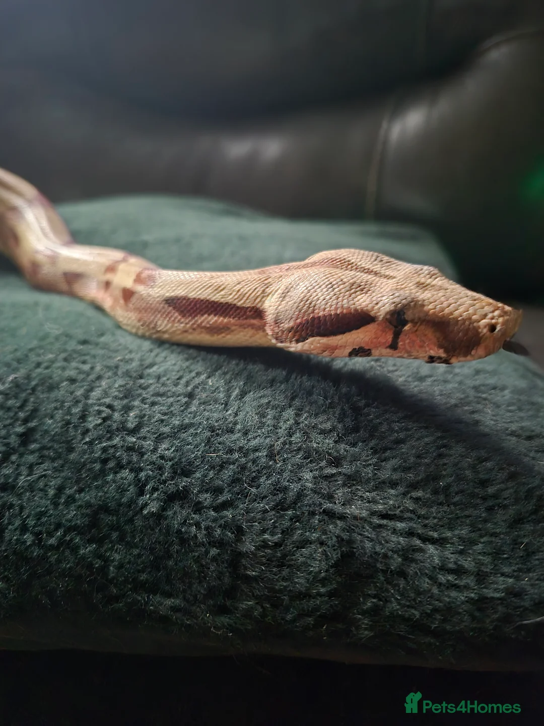 Boa Snake reptiles for sale: Juvenile boa constrictor  - Advert 7