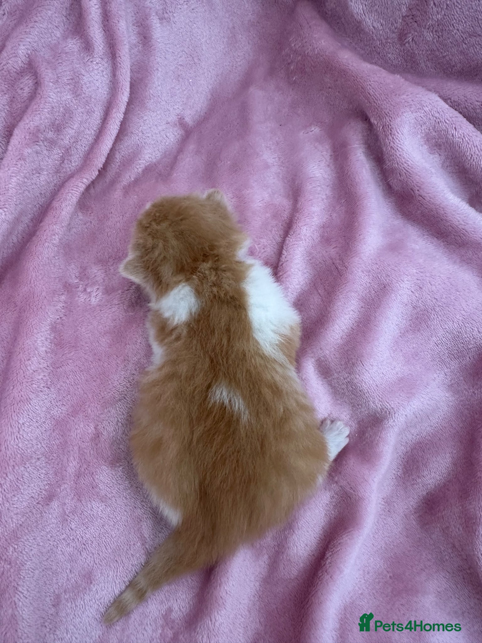 British Shorthair cats for sale: 🐻 Beautiful Pedigree Britishshort🐻 - Advert 5