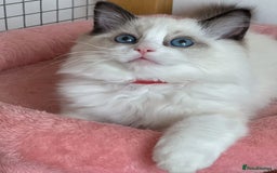 Ragdoll cats for sale: TICA Registered EU famous R bloodline  - Image 4