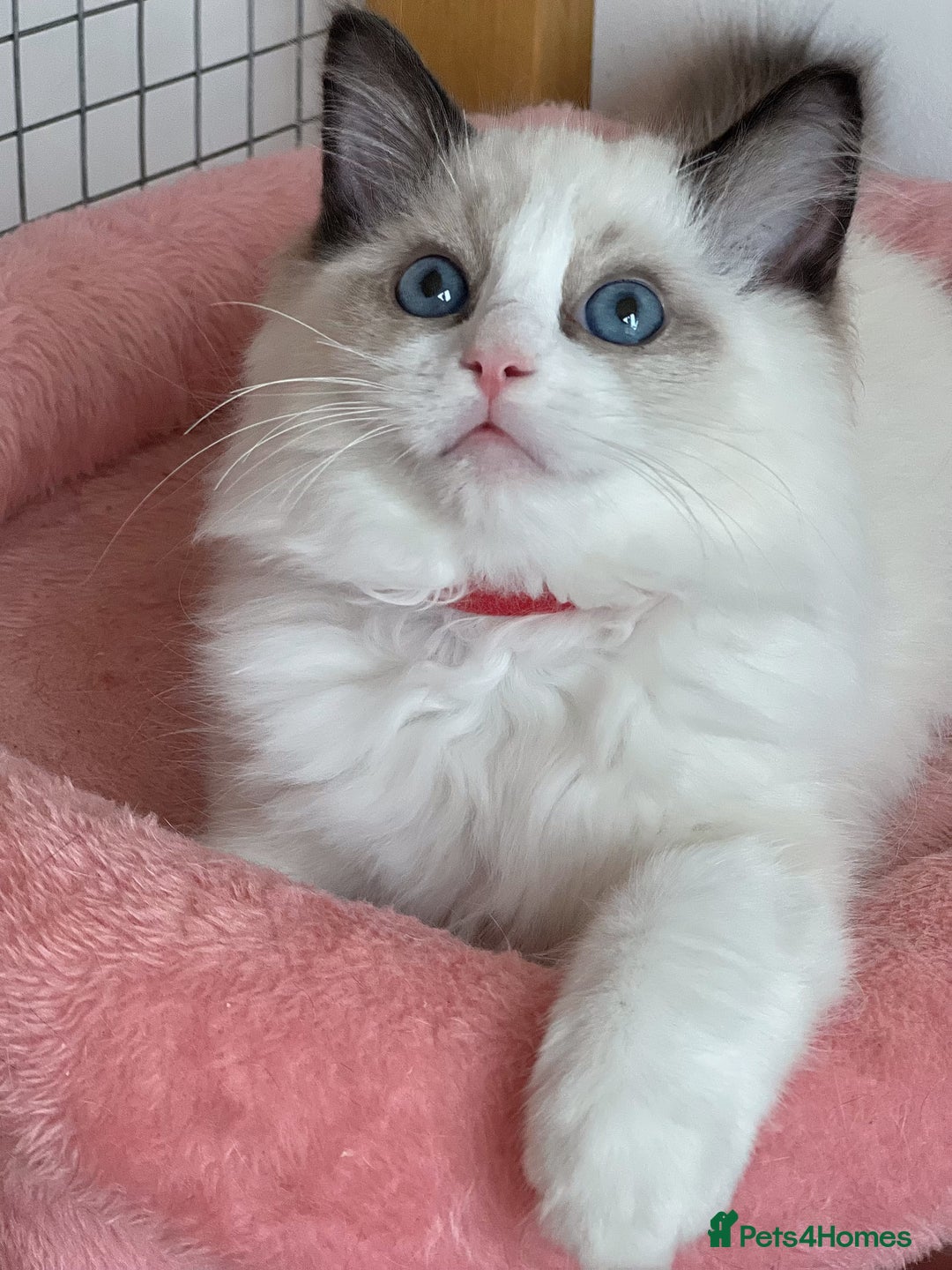 Ragdoll cats for sale: TICA Registered EU famous R bloodline  - Image 4