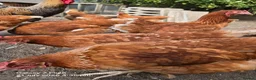 Chickens poultry for sale: point of lay pullets  - Advert 1