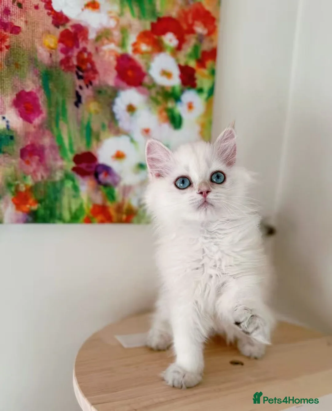 British Longhair cats for sale: Stunning Golden British Longhair Kittens - Advert 19