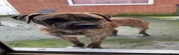 Mixed Breed dogs for sale: Bruno in Blackburn - Advert 4