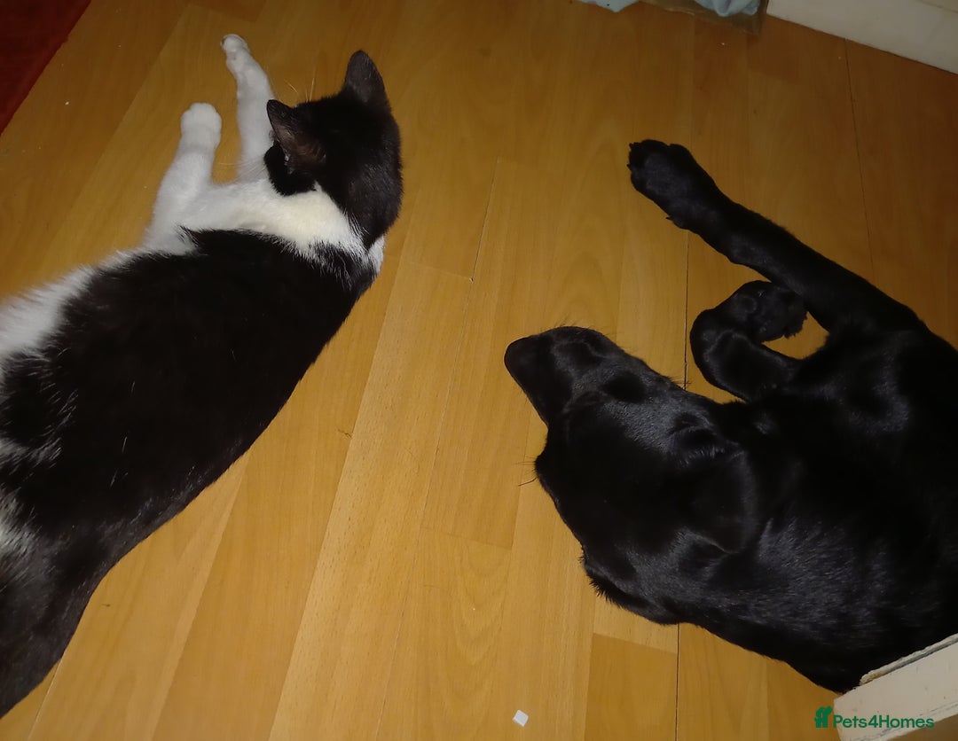 Mixed Breed cats for sale: 4 Beautiful Kittens - Image 5