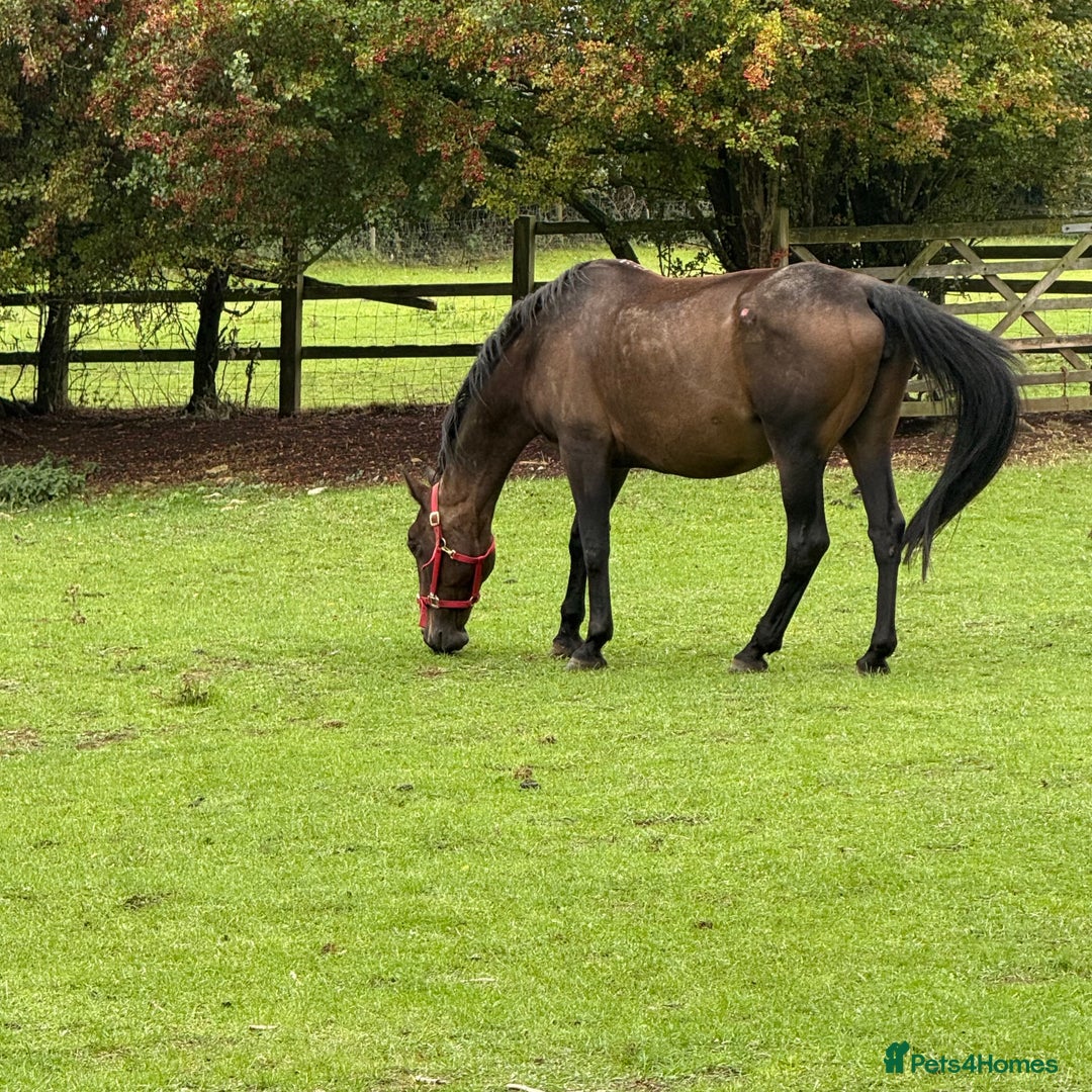 Hanoverian horses for sale: Beautiful hanovarian mare  - Image 4