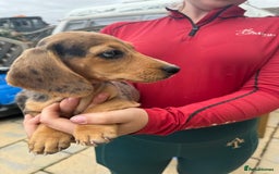 Dachshund dogs for sale: Dapple little girl  - Image 3