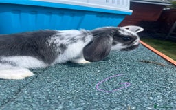 English Lop rabbits for sale: Beautiful bunnies in Pontefract - Image 8