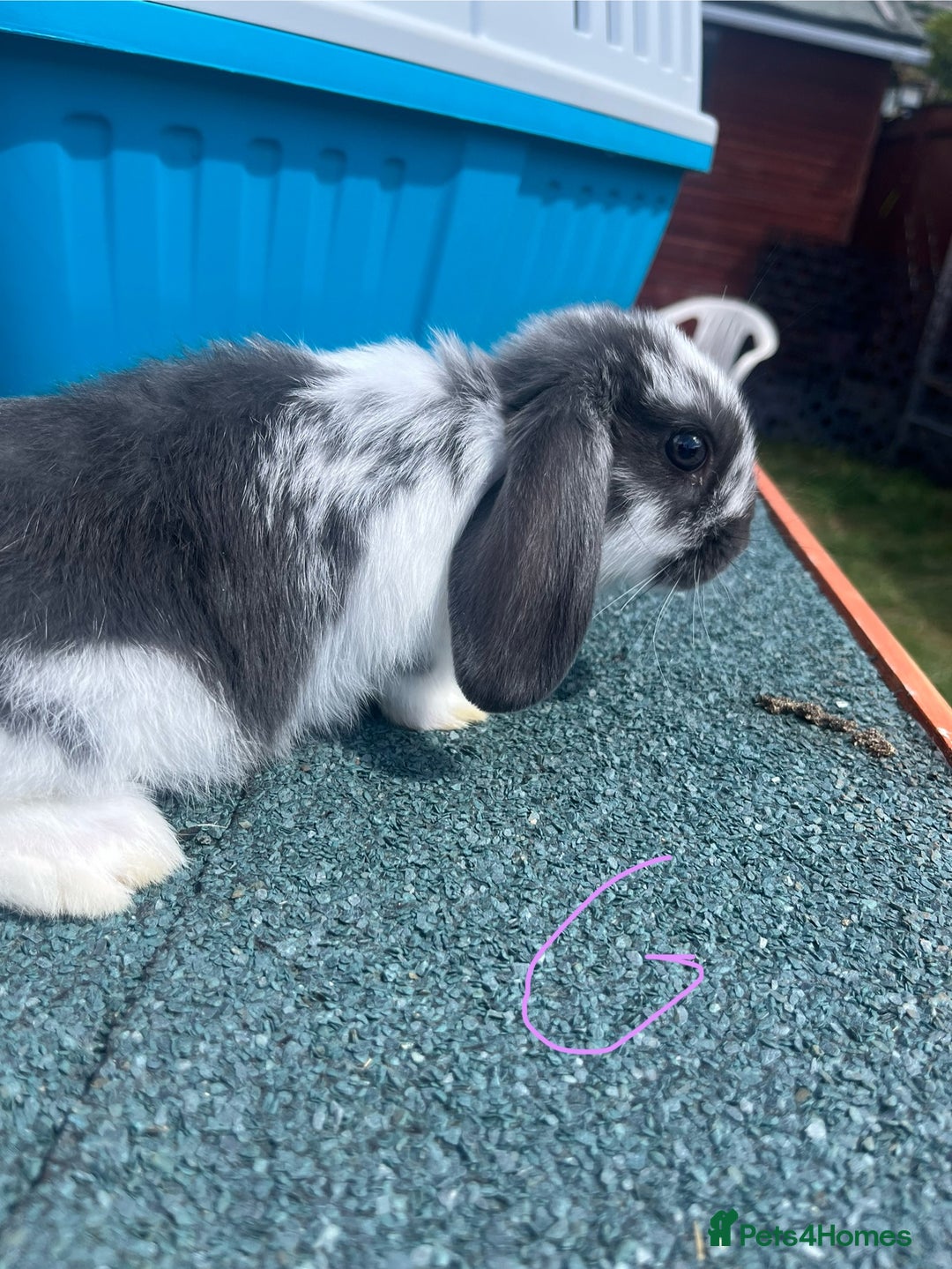 English Lop rabbits for sale: Beautiful bunnies in Pontefract - Image 8