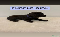 Cocker Spaniel dogs for sale: Gorgeous Full Cocker Spaniel Pups  - Image 17