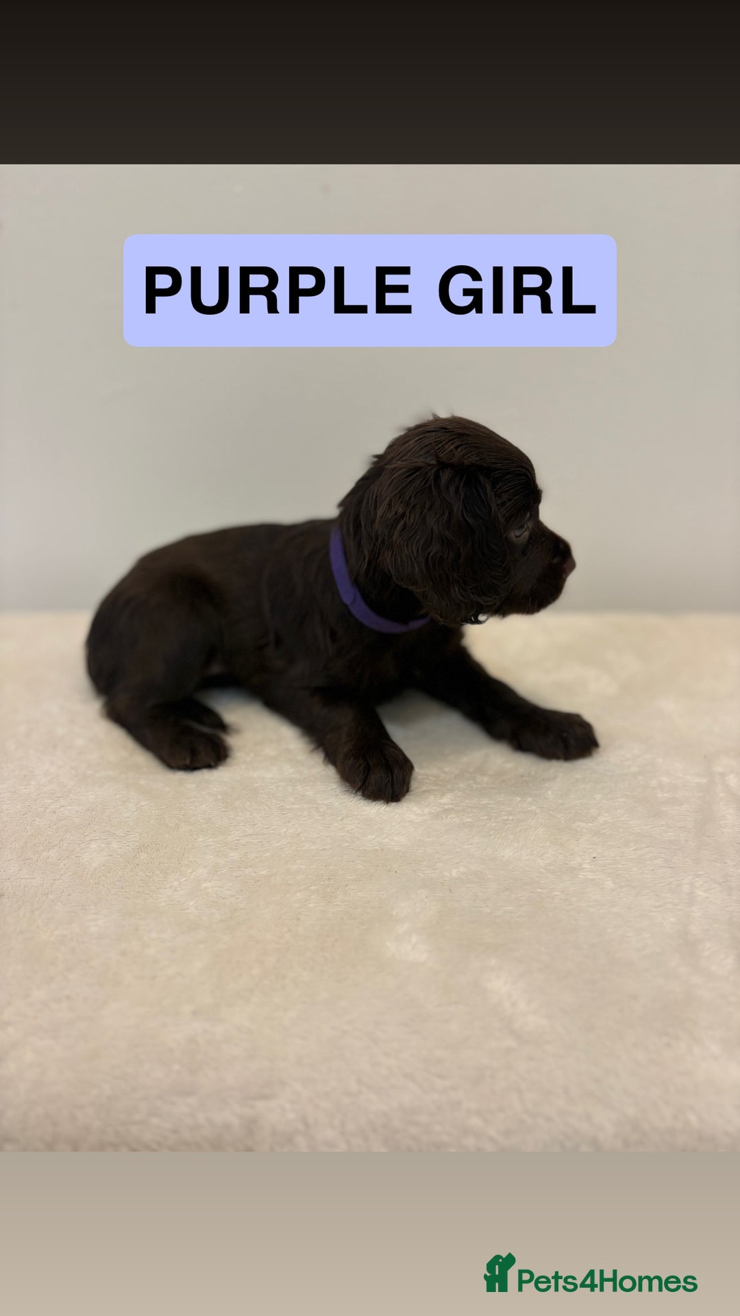 Cocker Spaniel dogs for sale: Gorgeous Full Cocker Spaniel Pups  - Image 17