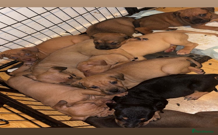 Mixed Breed dogs - Advert 13