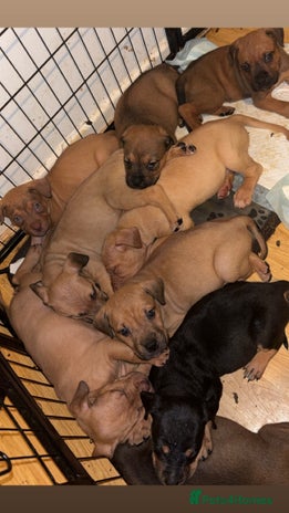 Mixed Breed dogs - Advert 1