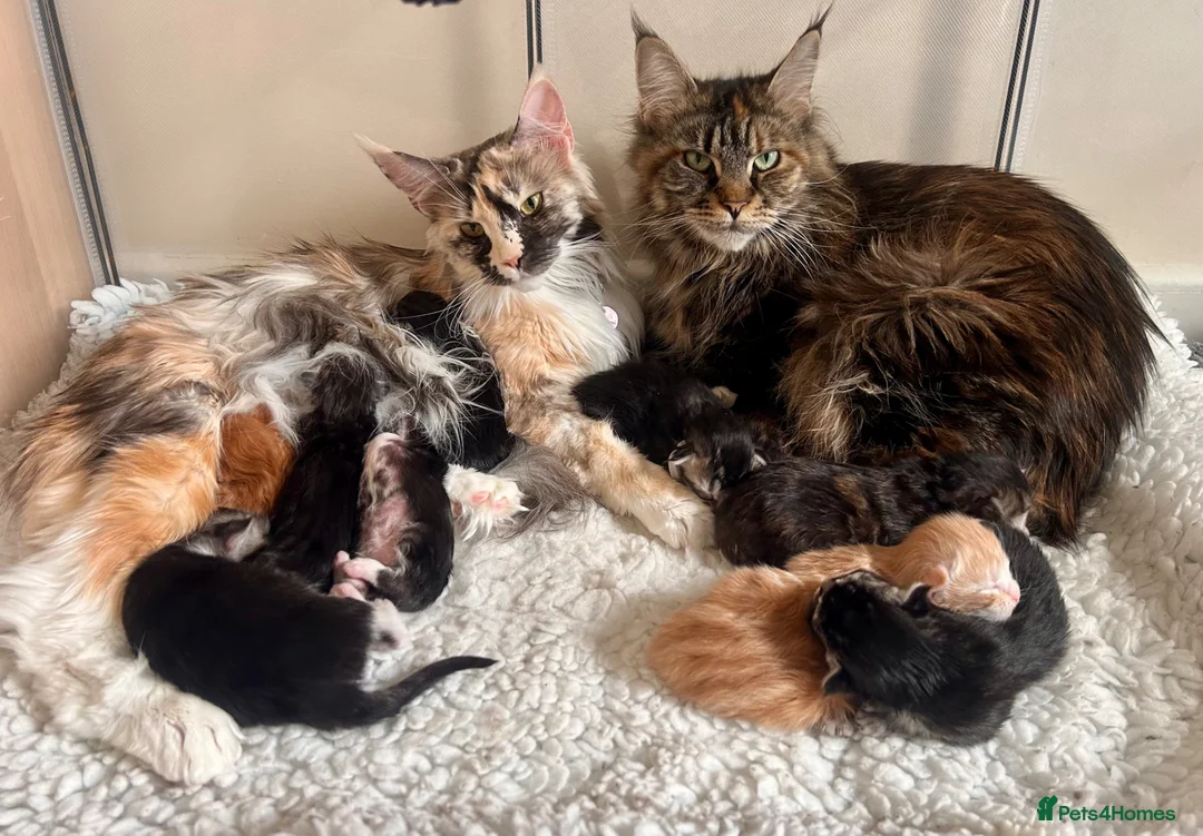 Maine Coon cats for sale: Maine Coon Kittens GCCF.  Health tested parents  - Advert 1
