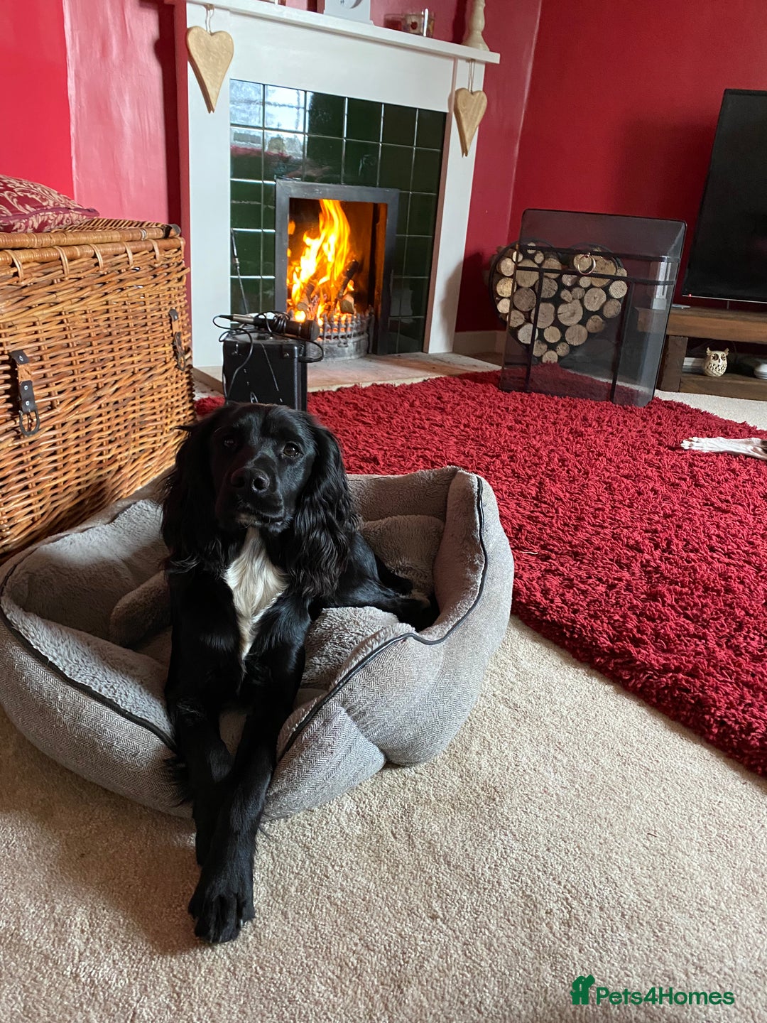 Cocker Spaniel dogs for stud: Working cocker spaniel for stud  in Southam - Advert 6