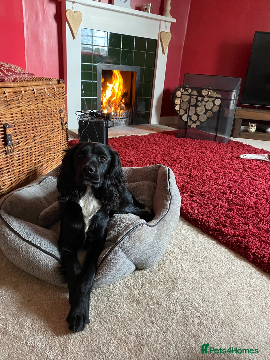 Cocker Spaniel dogs for stud: Working cocker spaniel for stud  in Southam - Advert 6