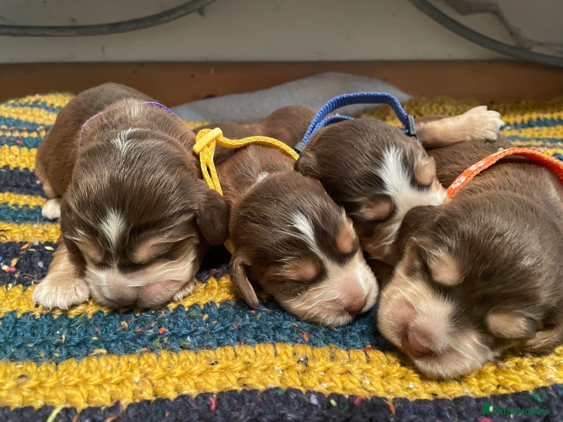 Cocker Spaniel dogs ⚡️Beautiful KC Show-Type Cocker Spaniel Puppies⚡️ - Advert 4