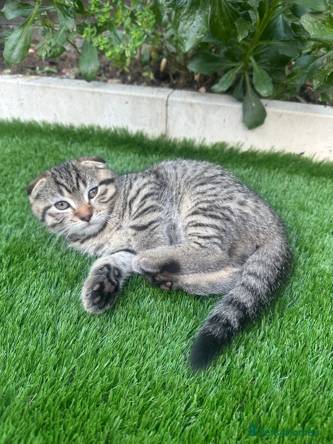 Scottish Fold cats for sale: 🐾 Scottish Fold Kittens for Sale 🐾 - Image 2