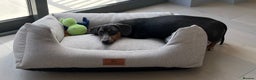Dachshund dogs for sale: Rehoming our 3 yo dachshund  - Advert 8