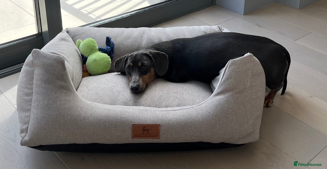 Dachshund dogs for sale: Rehoming our 3 yo dachshund  - Image 8