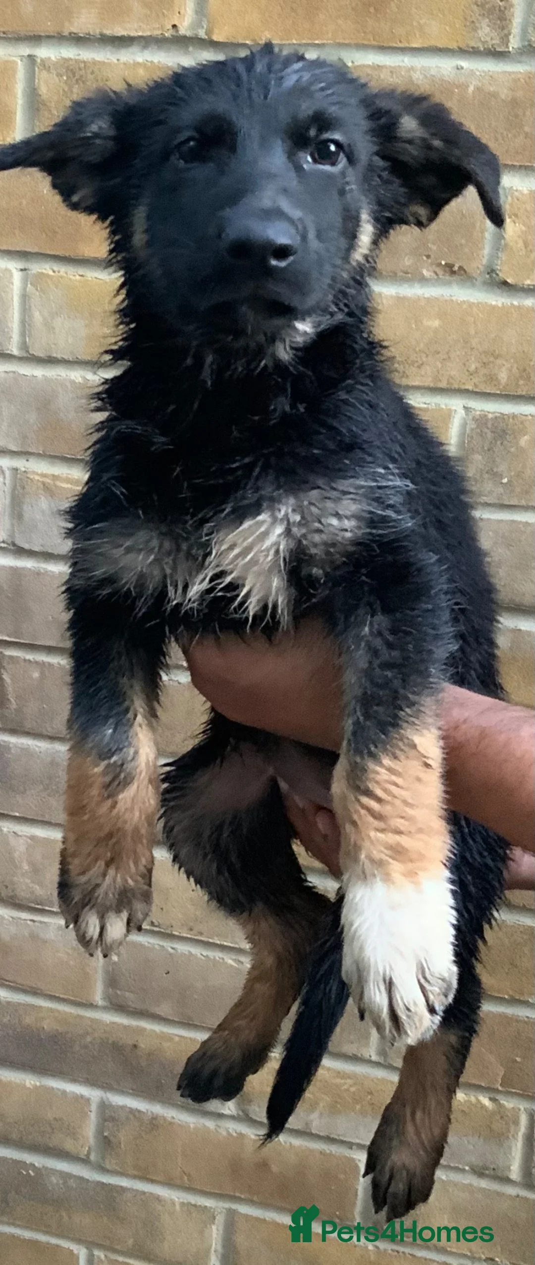 German Shepherd dogs for sale: German shepherd  in Slough - Advert 2