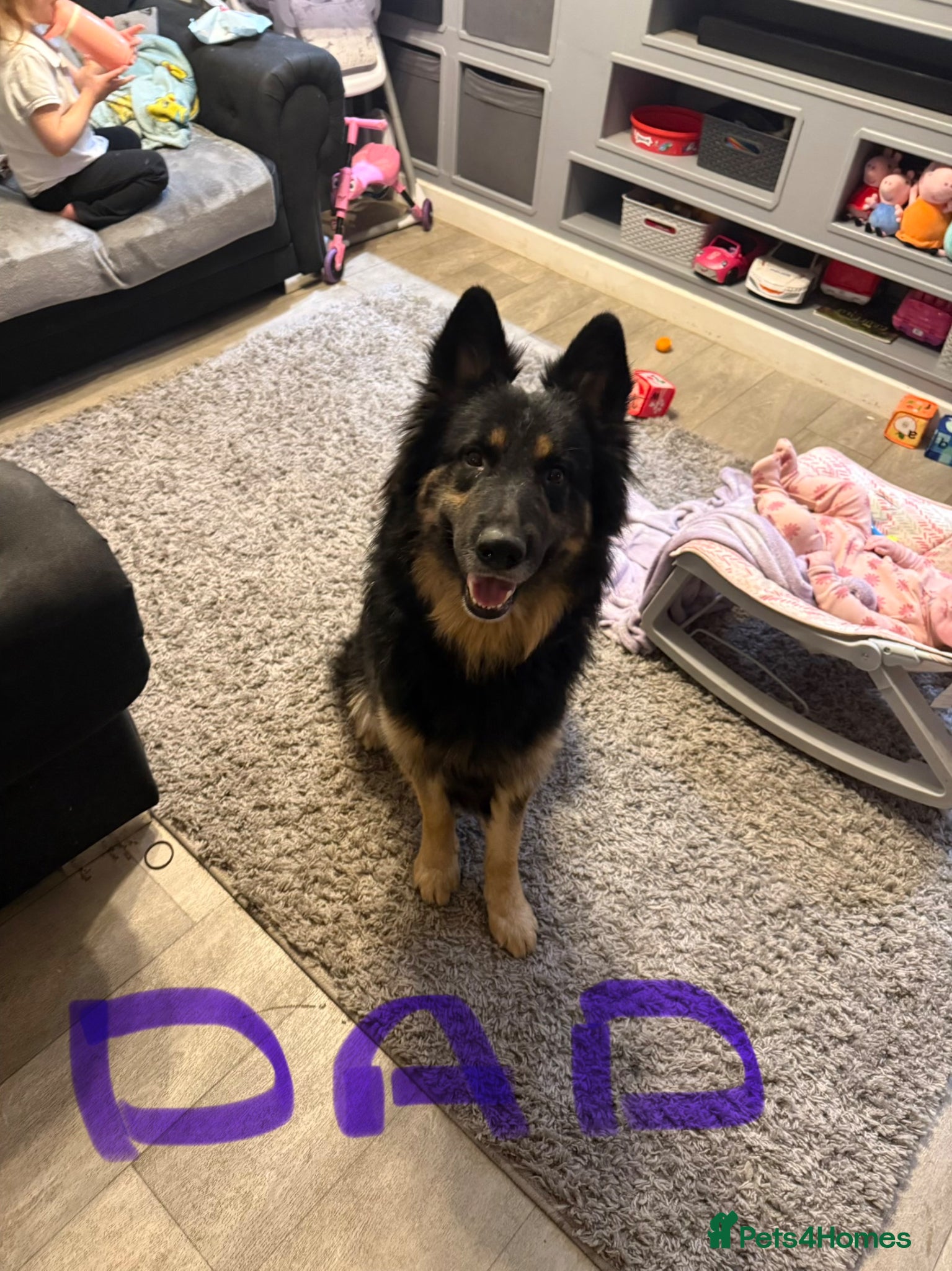 German Shepherd dogs 6 beautiful German shepherd pups for sale  - Advert 3