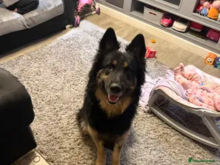 German Shepherd dogs 6 beautiful German shepherd pups for sale - Advert 1