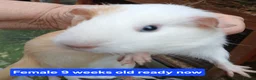 Guinea Pig rodents for sale: Guinea pigs  - Advert 5